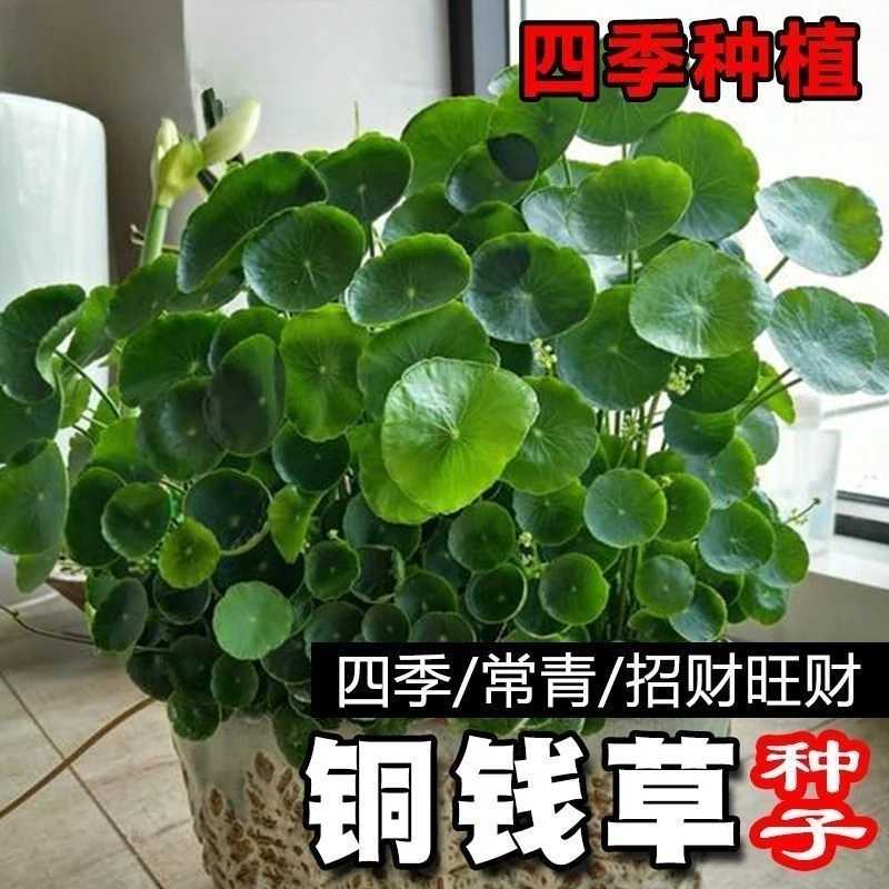 （新店铜钱草金钱草水养种籽水培土培花种子超级大号四季庭院阳台