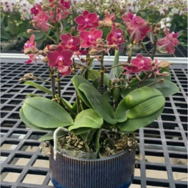 蝴蝶兰 香甜甜   花期长 叶片自然开裂