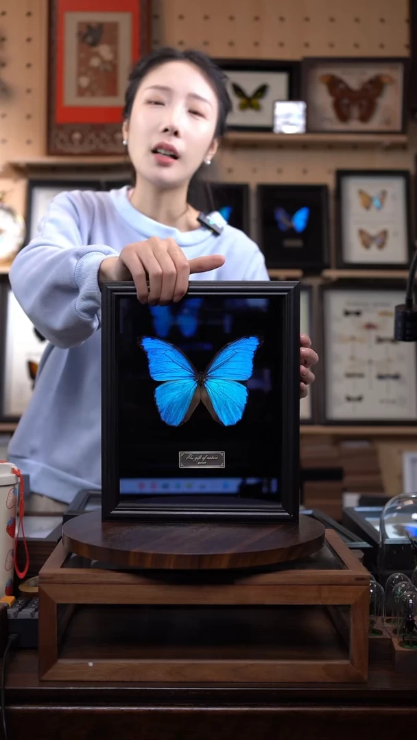 大蓝闪蝶黑绒底版10寸欧式框（带证书）