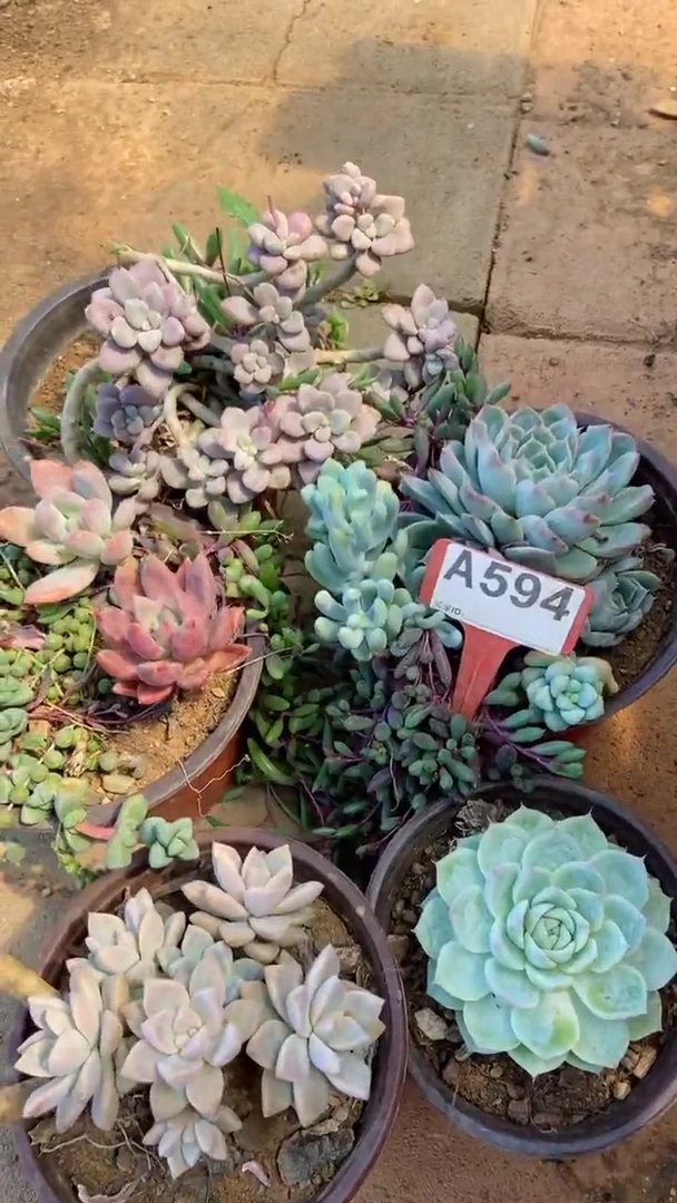 A594闪购清风花木兰多肉组合脱土发货