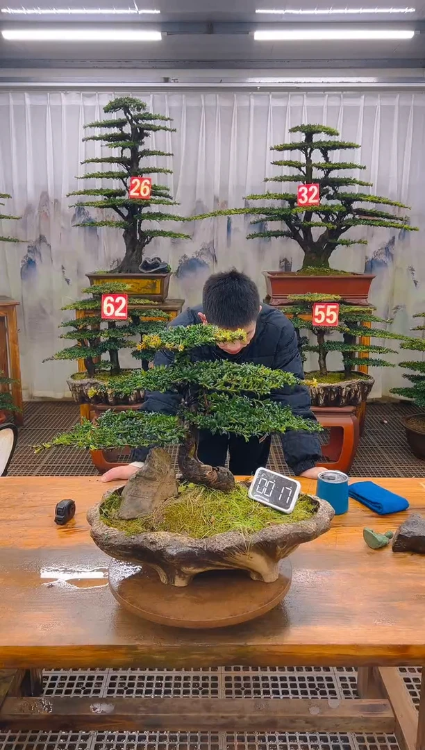 无花朵精品盆景直播间一物一拍