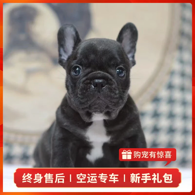 【妹妹-黑】法牛犬幼犬活体纯种宠物狗狗法国斗牛犬活体幼崽法斗