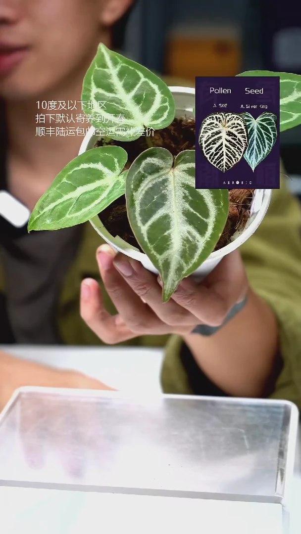 完全开放闪烁1.0 01