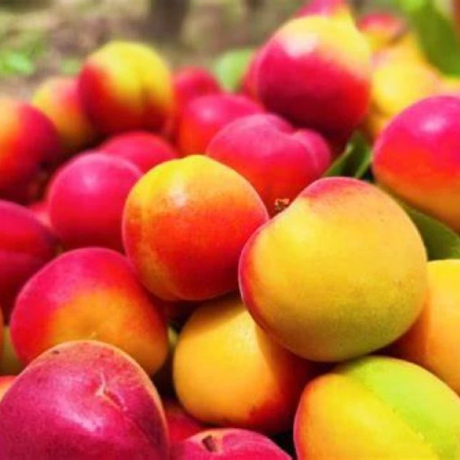 香甜可口新鲜直供包邮的彭阳红梅杏（宁夏省外专属）