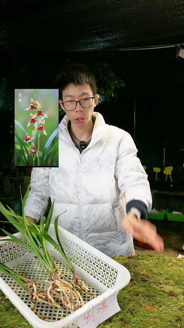 当前无花栽培后可以开花建兰-国魂（前垄单苗）