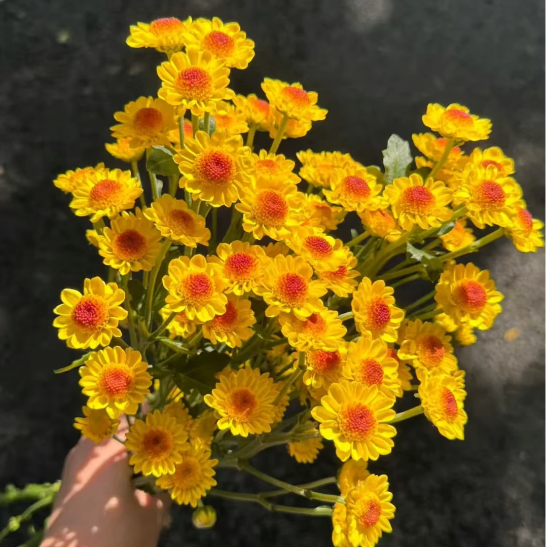 A级稀有金太阳多头小雏菊鲜花