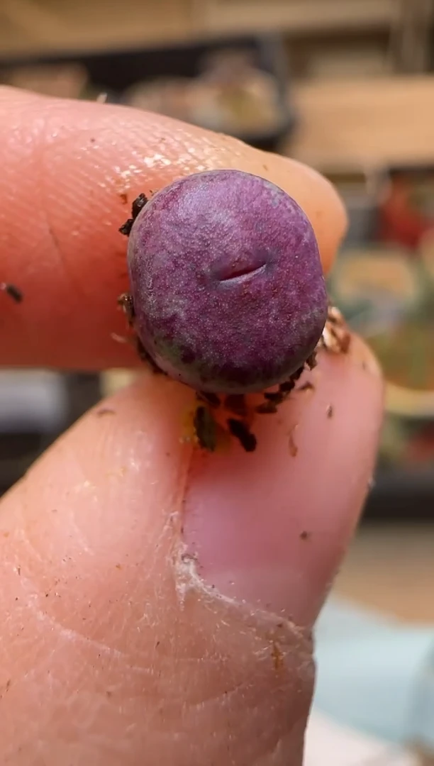 【闪购商品】7-57`1968A