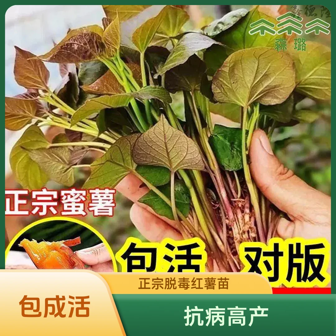 红薯苗紫薯苗山药济薯33地瓜苗种子种苗蜜薯25号苗流蜜蜜薯苗种子