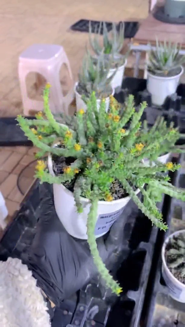 【闪购商品】美杜莎大戟杂FB-2382