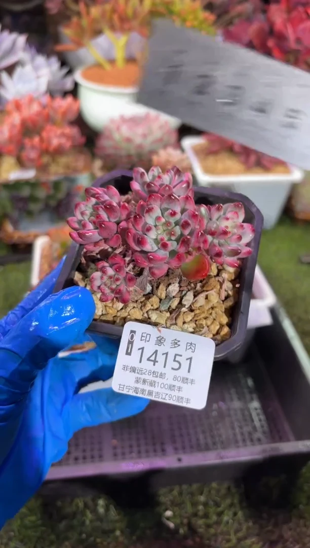 【闪购商品】14151