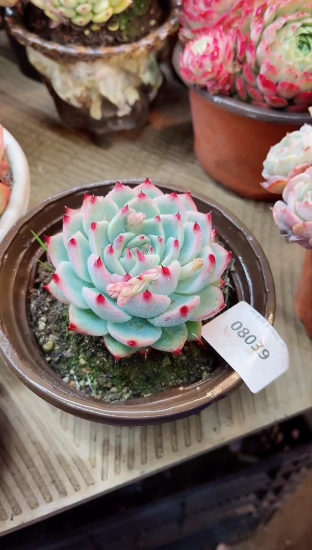 【闪购商品】08039