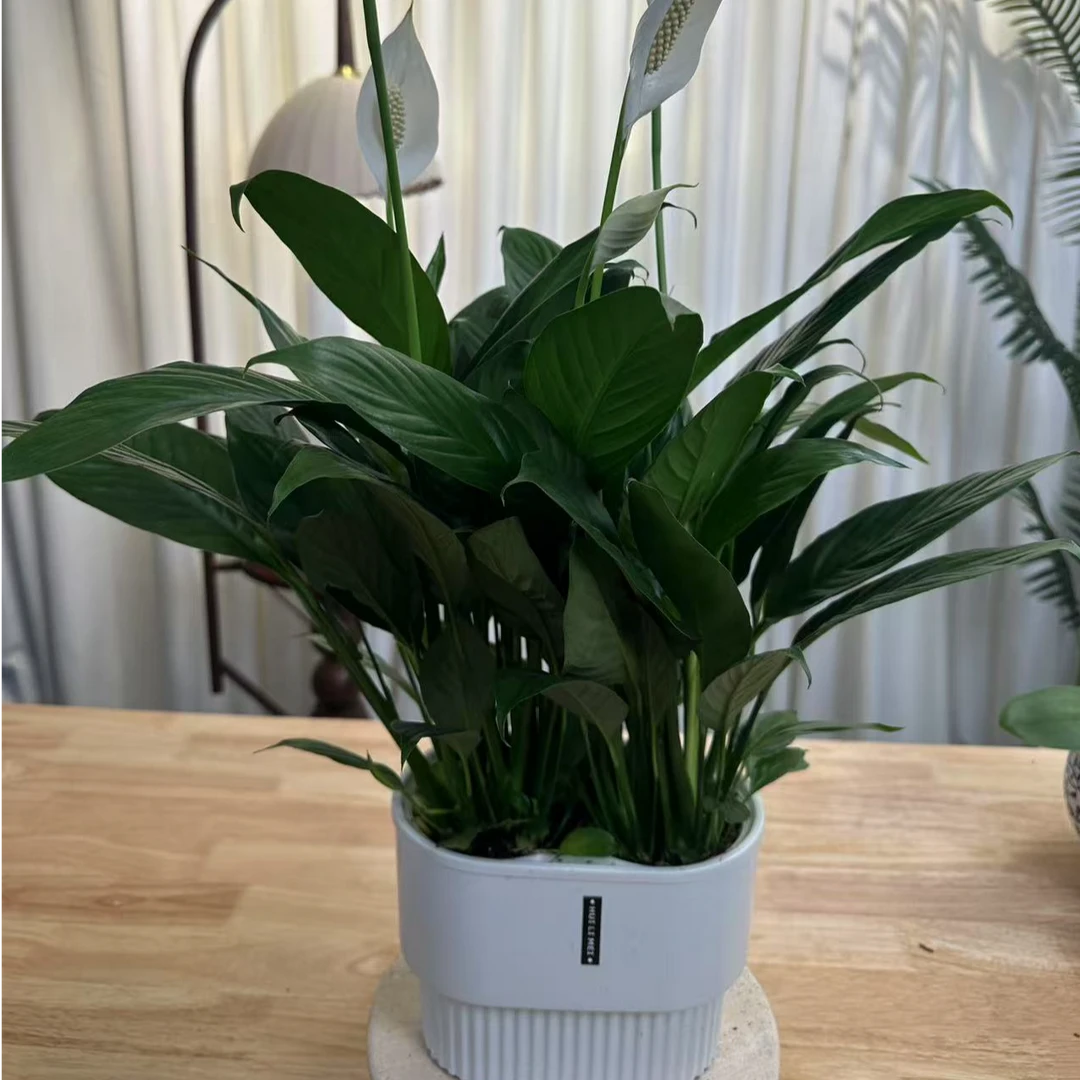 【新疆包邮】白掌水盆绿植白掌家居净化空气一帆风顺