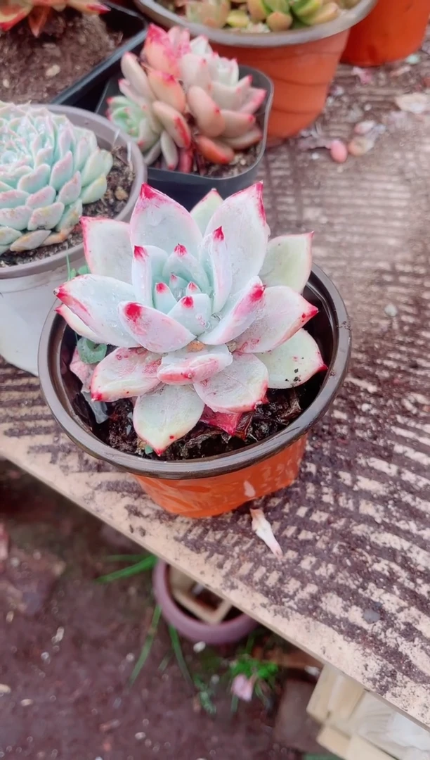 东?跃跃精品多肉13060