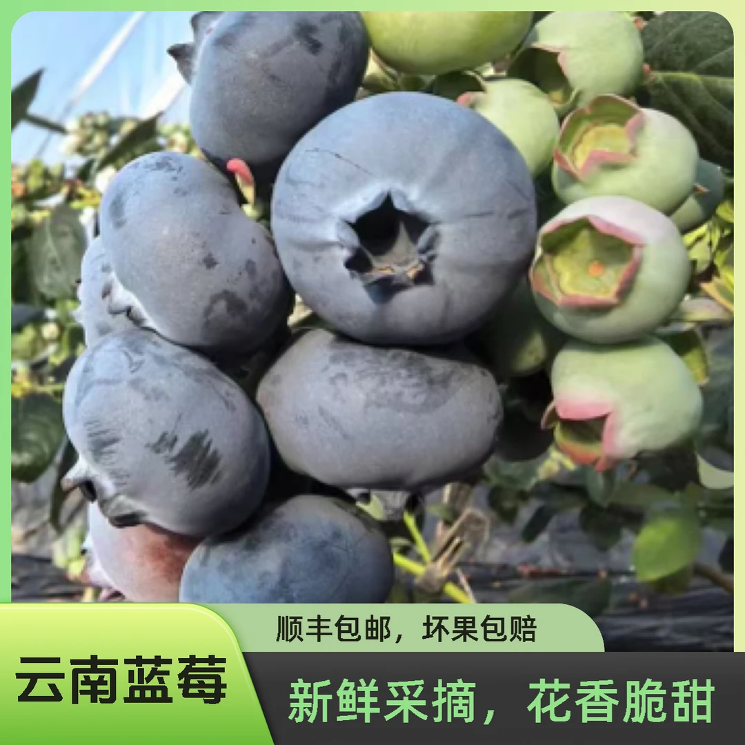 正宗云南花香蓝莓现摘现发大果18mm_20mm1箱净重270g云南省