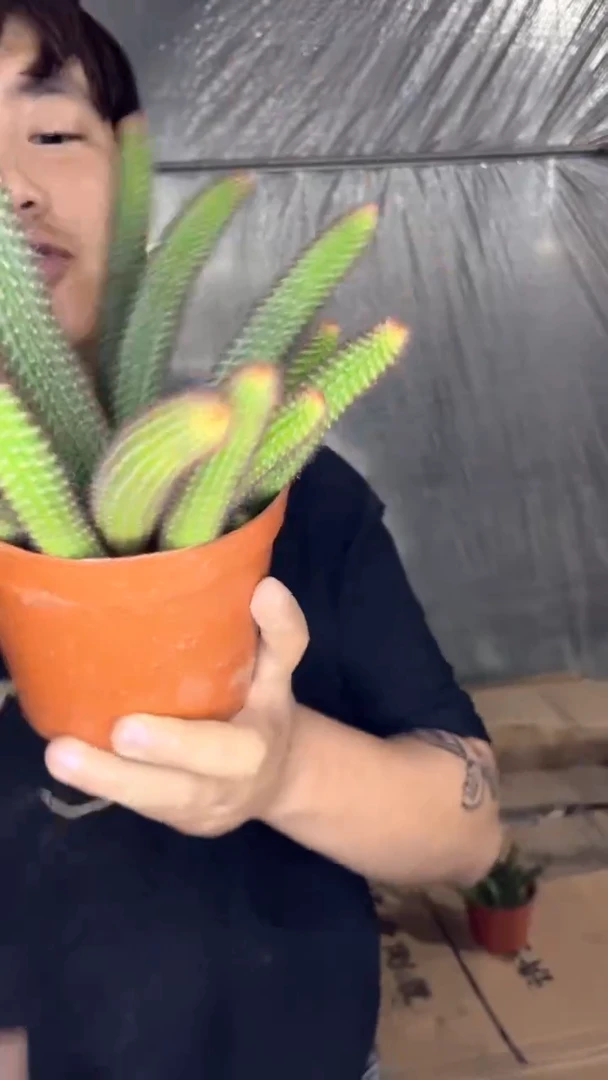 多头 垂钓金妞【带根】