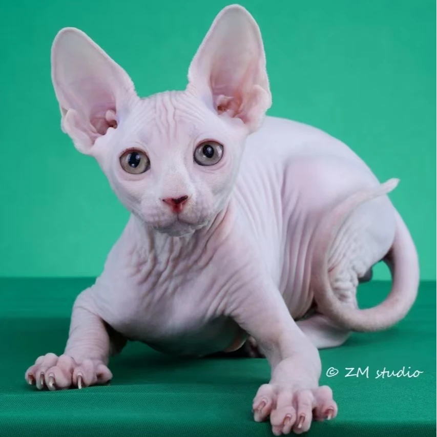 来了姊妹-纯白无毛猫 弟弟 34