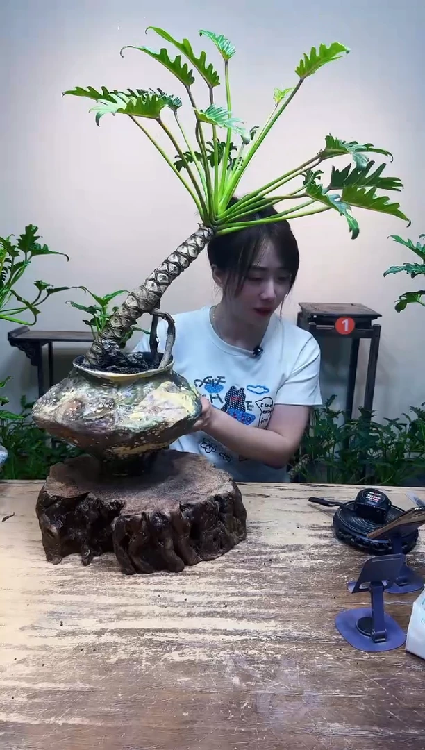 无花朵用***5优惠价优惠价438