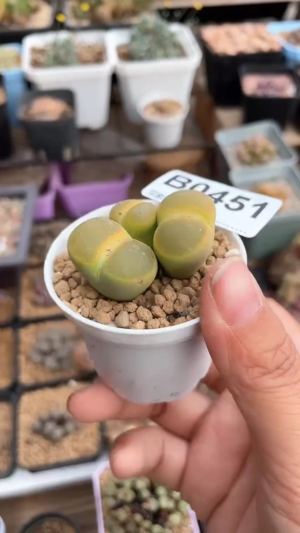 【闪购商品】0451直播一物一拍