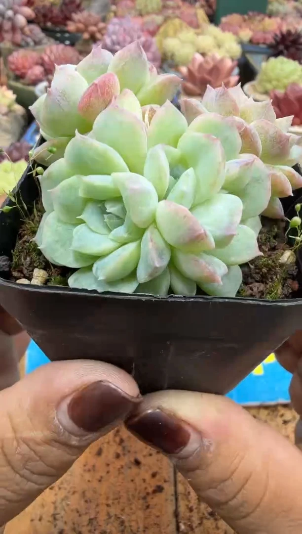 东云多肉园二店-764