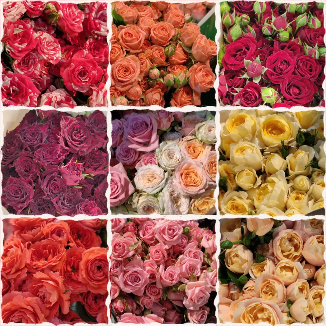 【花易得-拍市】 多头玫瑰系列