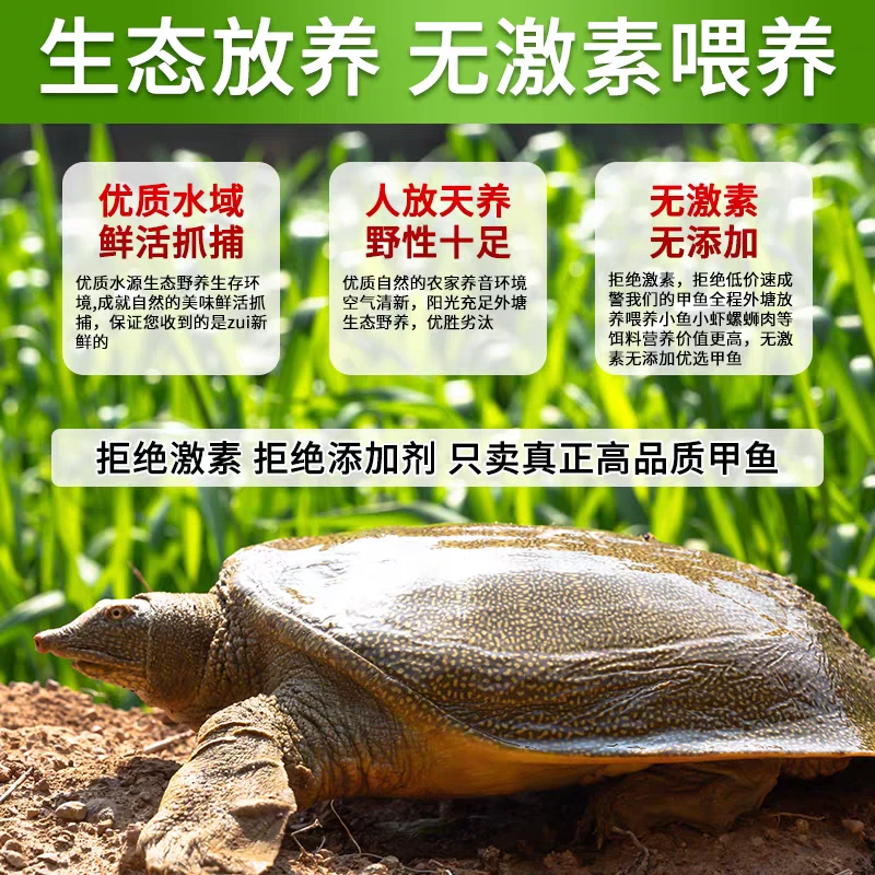 2.7-3斤正宗外塘甲鱼青黄背 公母随机团鱼水鱼京东包邮