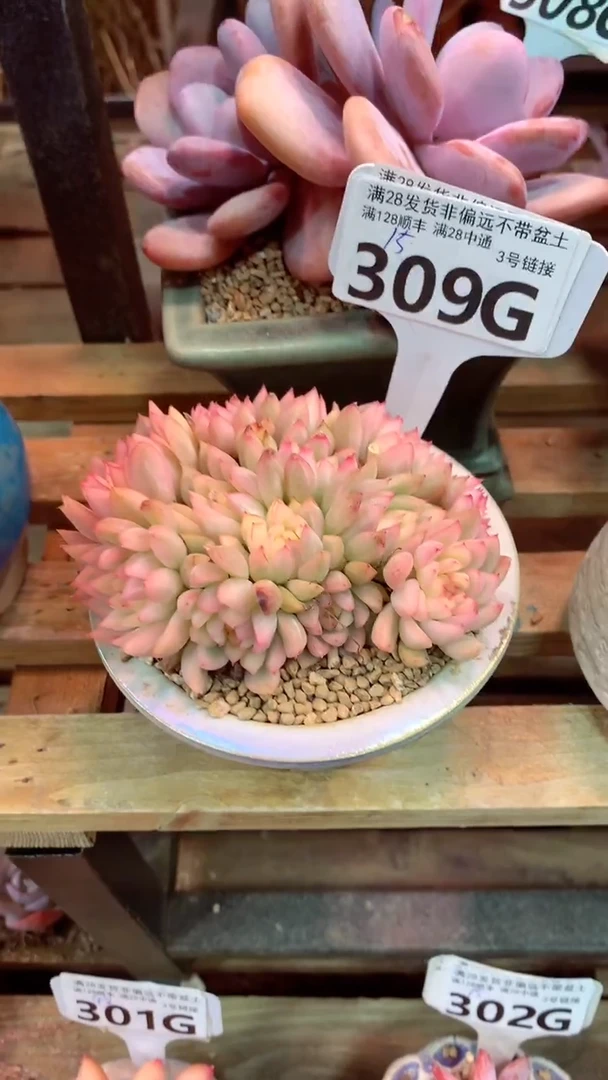 309G(一物一拍实付满28发货，默认不带盆土）