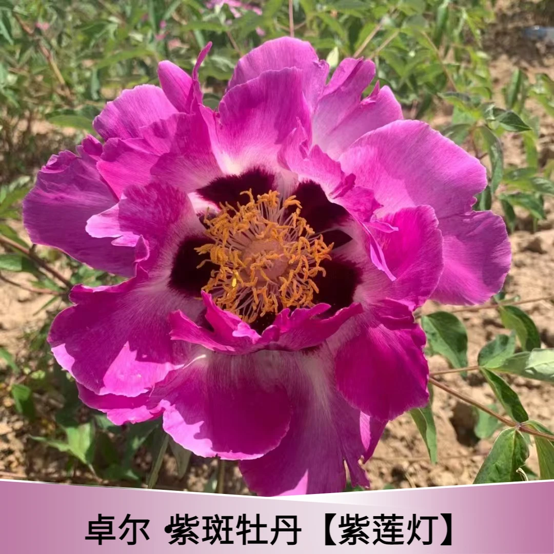 【紫莲灯】观赏紫斑牡丹花，精品嫁接苗抗旱抗寒，先发花肥秋季发