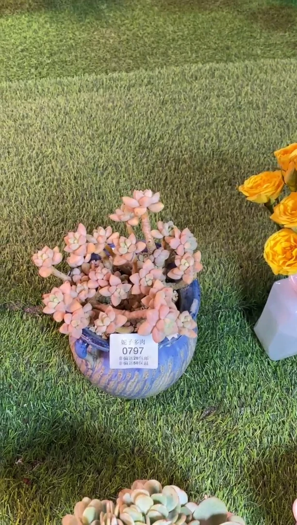 【闪购商品】0797a