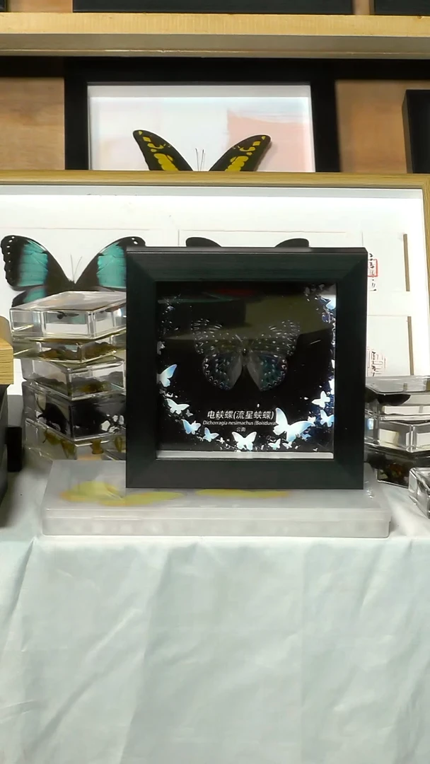 5寸的电蛱蝶11111
