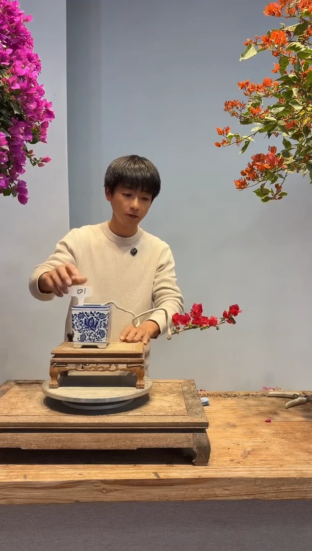 以实际为准海*三角梅1