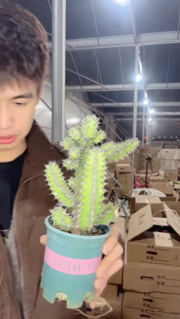 【闪购商品】龙角麒麟