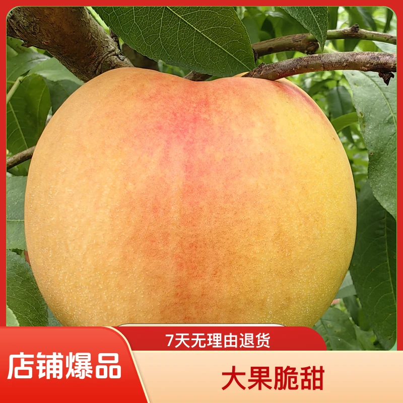 黑涞红桃树苗300李树晚熟大果脆甜南北种植好吃