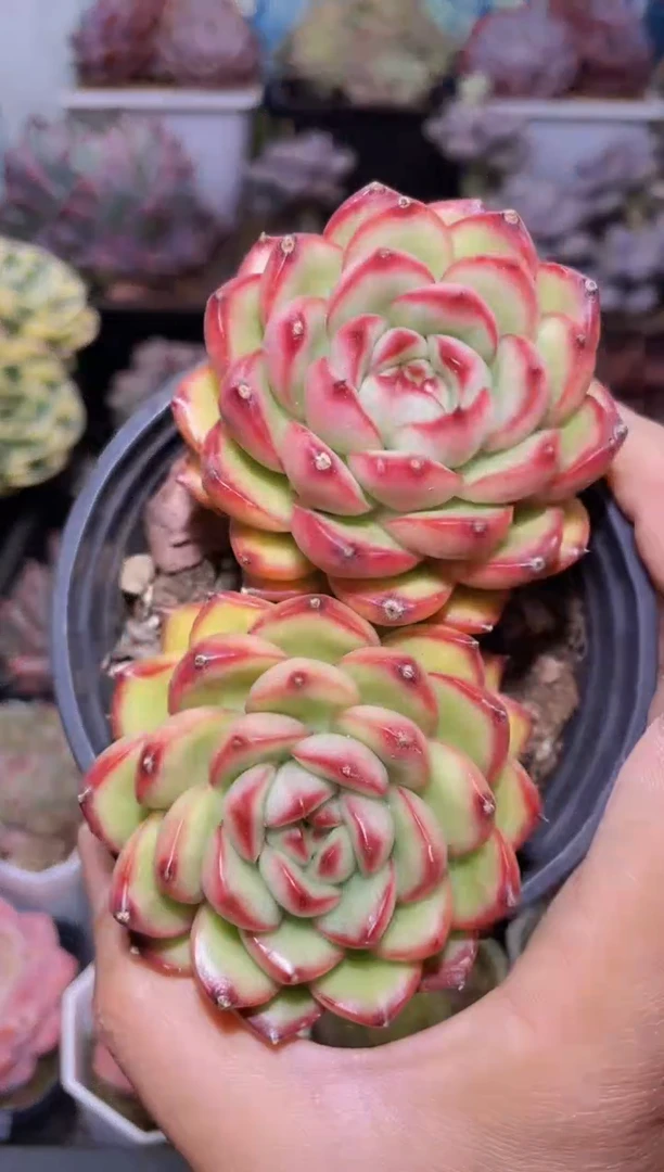 【闪购商品】179万宝龙多肉