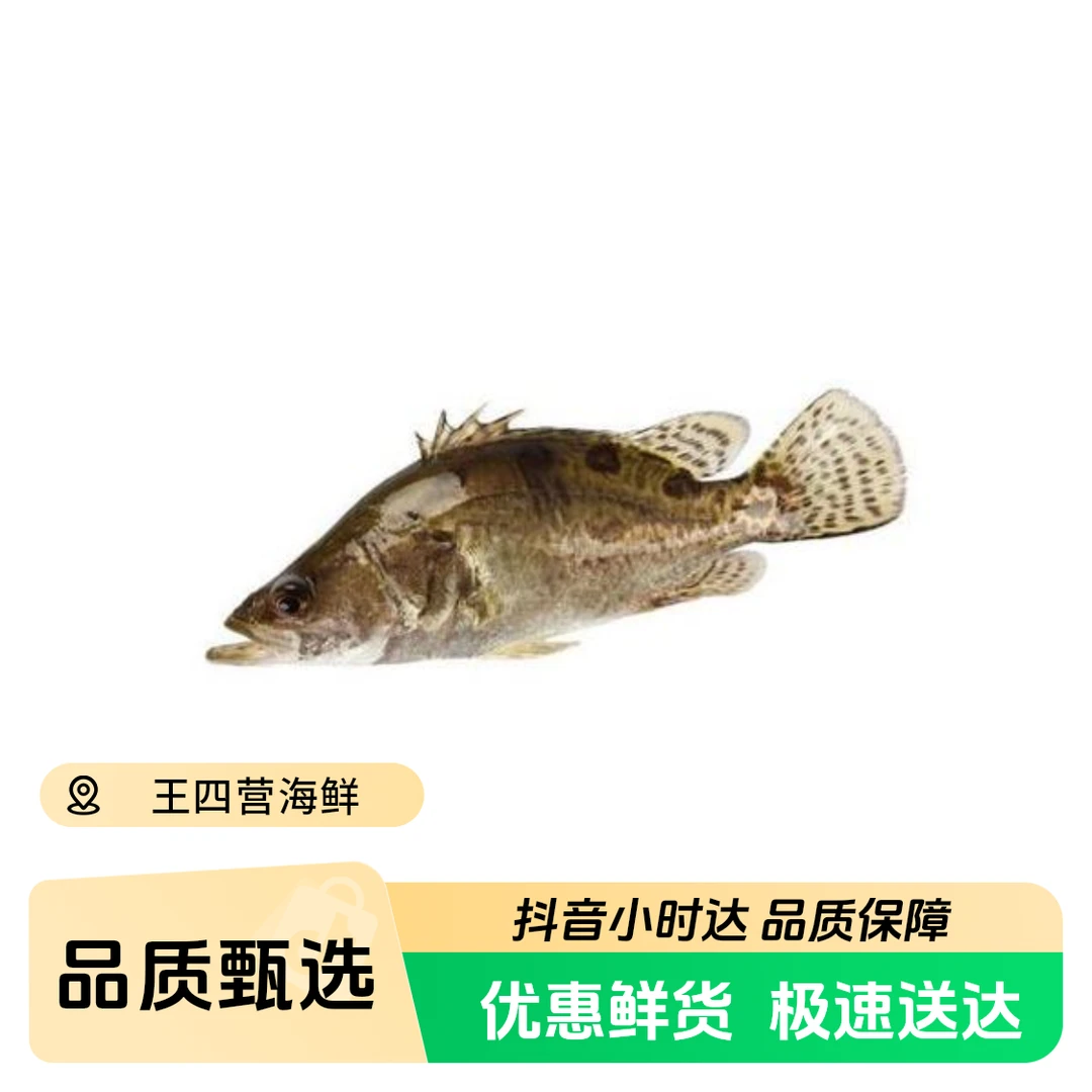 鲜活桂鱼，保鲜不保活