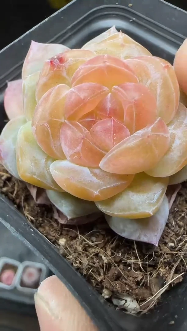 【闪购商品】一物一拍0217—34