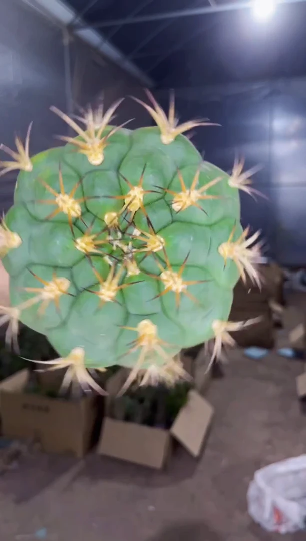 【闪购商品】7-10cm 天紫玉