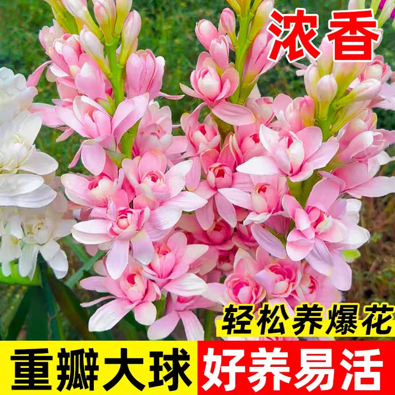 【抢!正宗晚香玉大球】重瓣浓香型年生花卉庭院阳台盆栽开花商品图