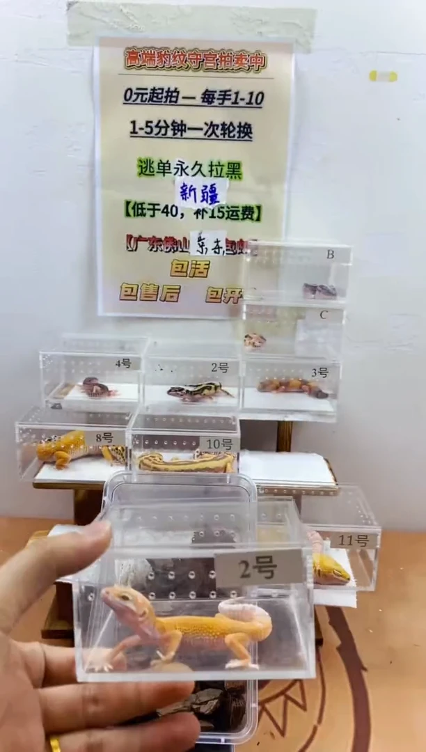 豹纹守宫豹纹守宫幼苗亚成体成体肥尾