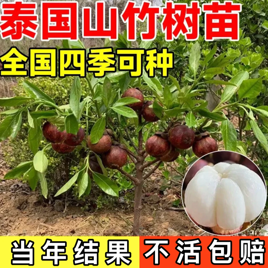 【当年结果】无籽山竹果树果苗南方北方种植四季盆栽地栽
