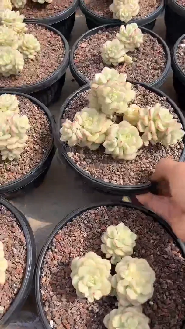 【闪购商品】探戈锦多肉（可单挑）