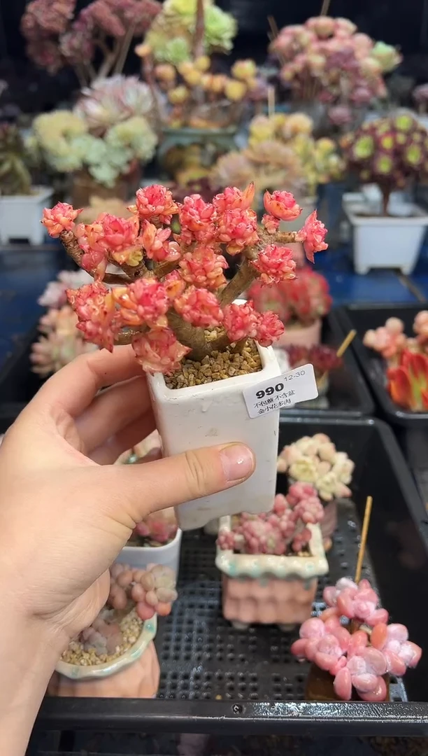 【闪购商品】990不带盆