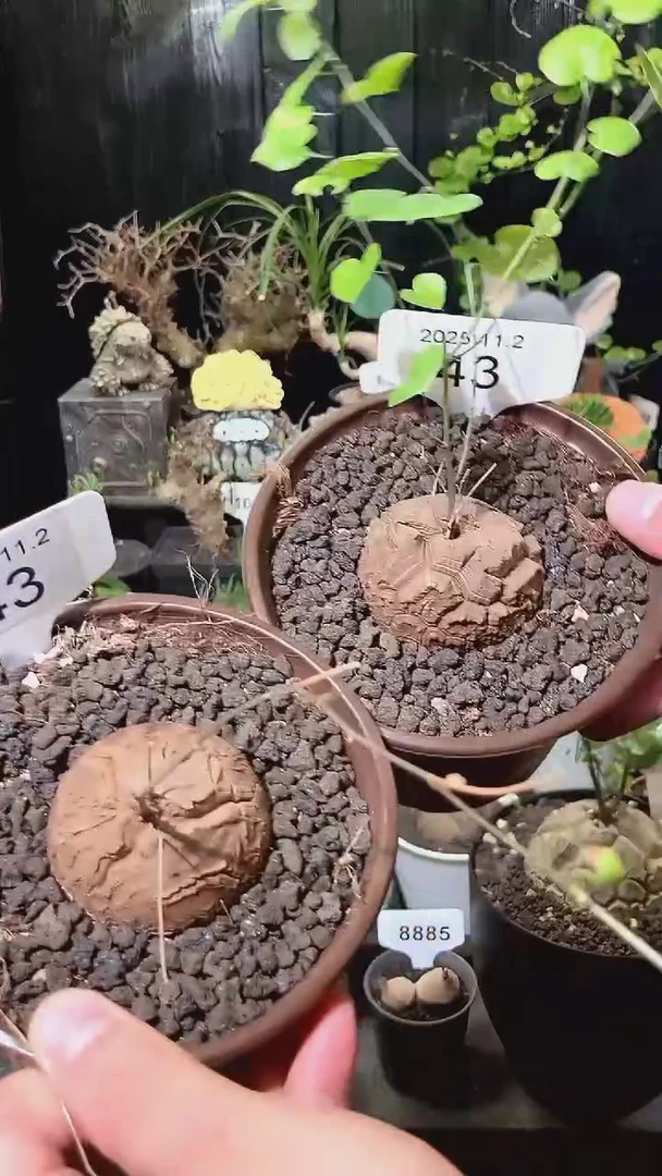 43号1102福利特价南非龟甲龙套餐