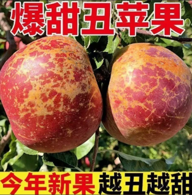 A1坏果包赔大凉山糖心丑苹果新鲜应季脆甜多汁