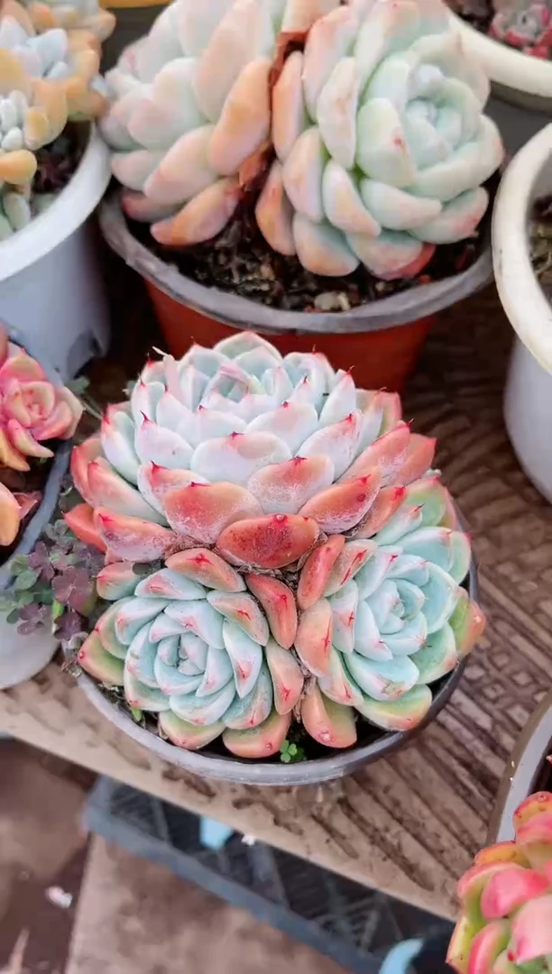 【闪购商品】20214