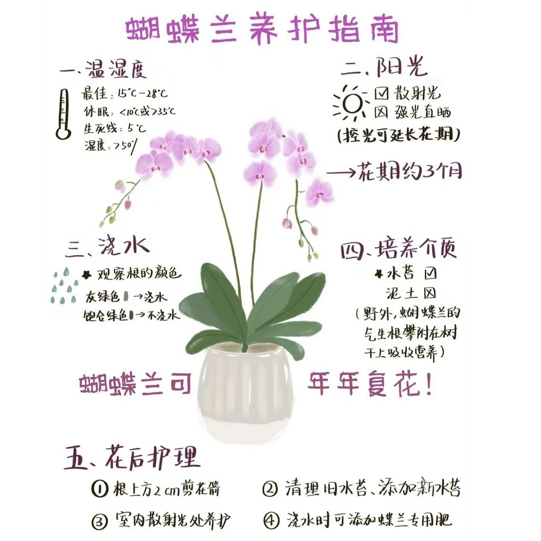 （幸卉绿植）一物一拍