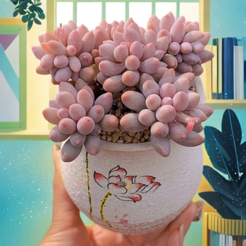 美版糖果奶老桩多肉植物9cm