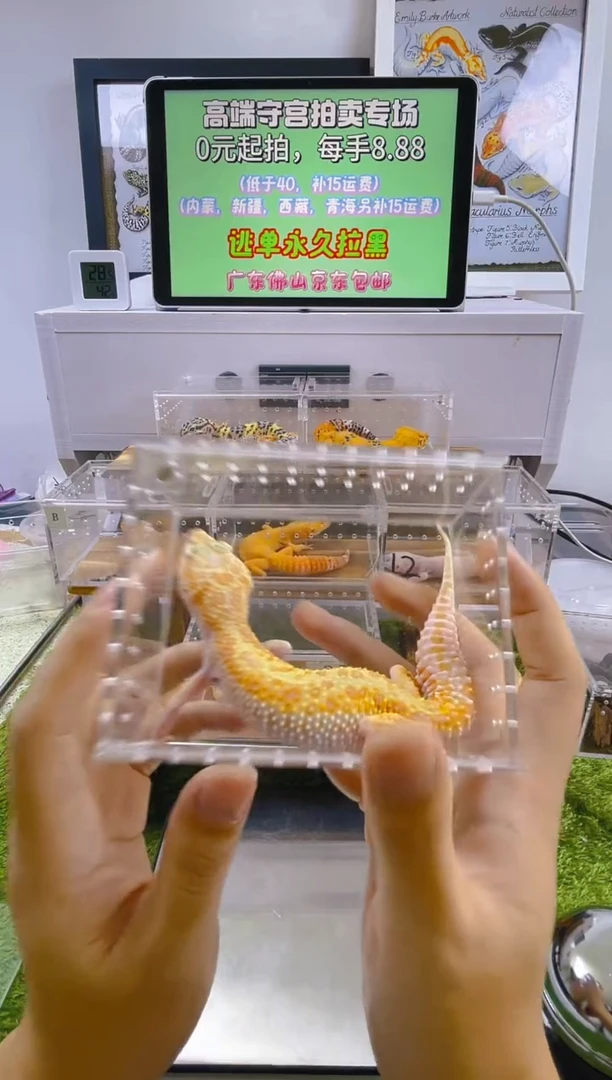 豹纹守宫豹纹守宫苗子亚成成体肥尾