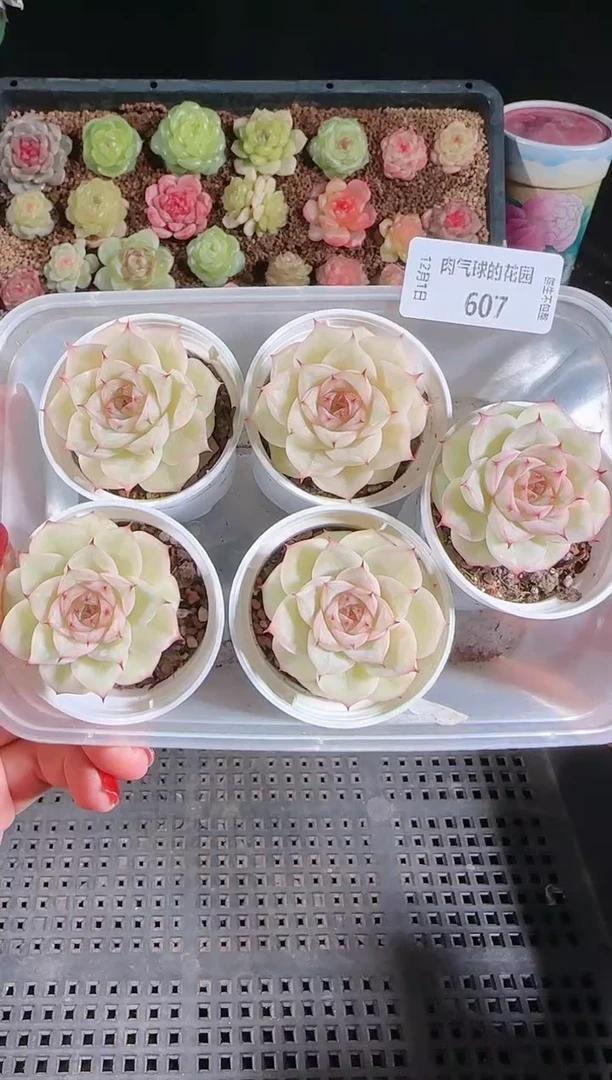 1201-607xx59量拍多肉群生不包整