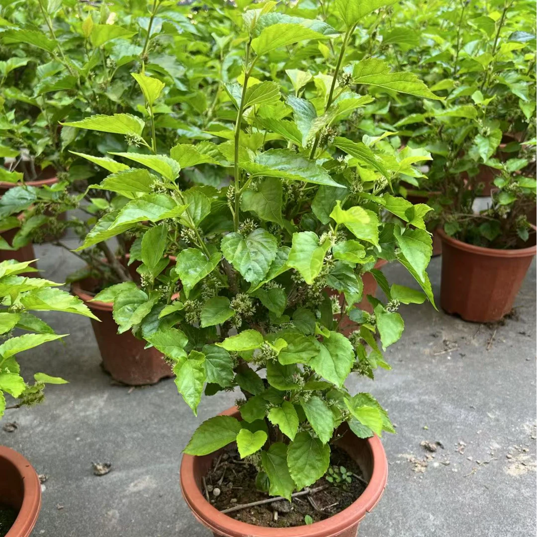 桑树五年苗四季结果苗南方北方四季种植台湾短果桑苗桑椹当年结果