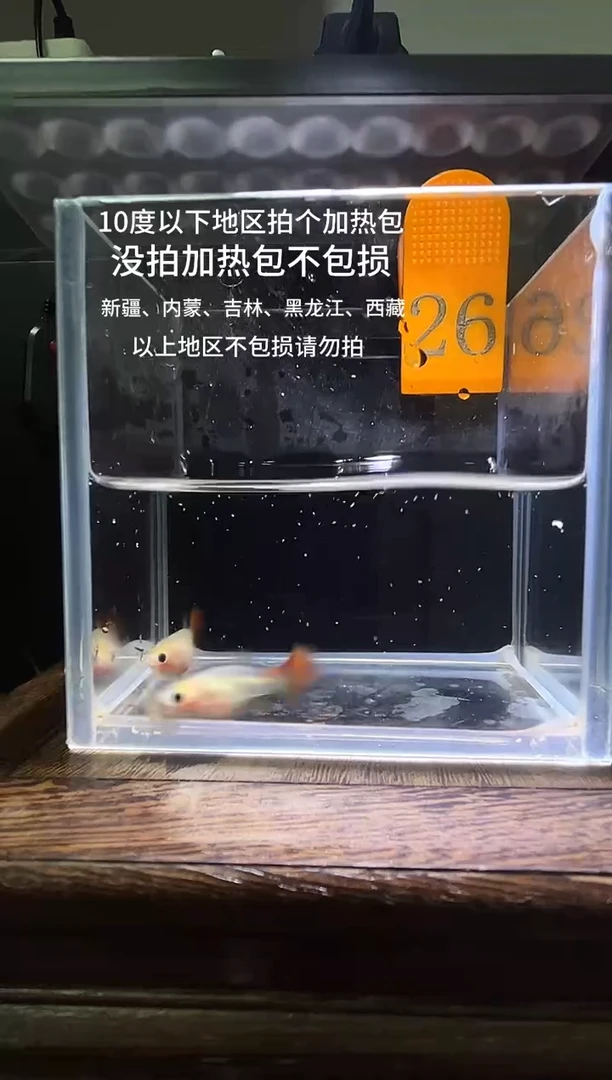 孔雀鱼 红礼服玻璃猫普通体26